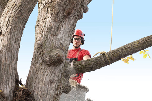 How Our Tree Care Process Works  in  West Babylon, NY